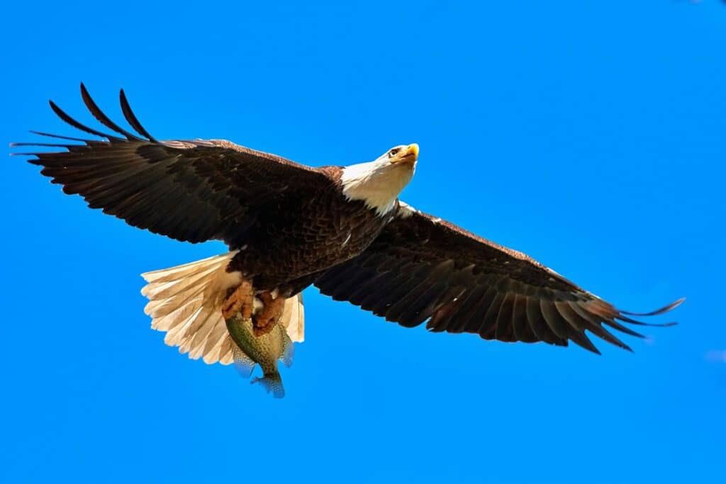 eagle that catches metaphor seized apprehension