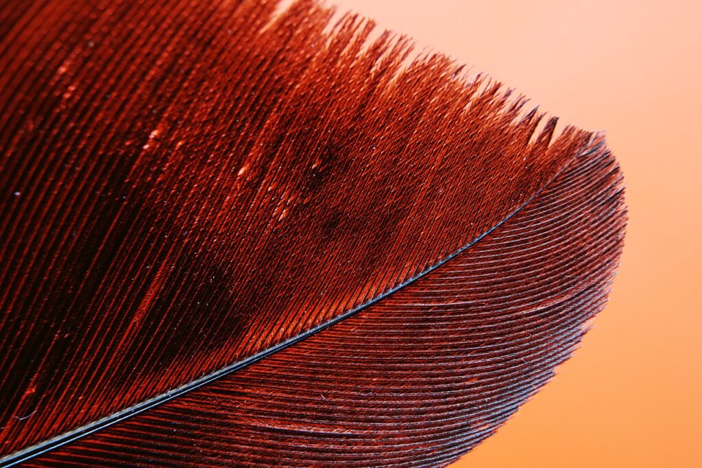 feather, hd wallpaper, wallpaper hd, bird, avian, free background, nature, outdoor, wallpaper, hd, close, macro, detail, wallpaper 4k, intricate, pattern, abstract, feather, feather, laptop wallpaper, windows wallpaper, cool backgrounds, wallpaper, beautiful nature, 4k wallpaper, beautiful wallpaper, free wallpaper, pattern, abstract, abstract, abstract, nature wallpaper, abstract, full hd wallpaper, nature background, 4k wallpaper 1920x1080, mac wallpaper, desktop backgrounds, abstract