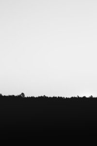 A minimalist black and white image featuring a tree silhouette against a bright sky background.