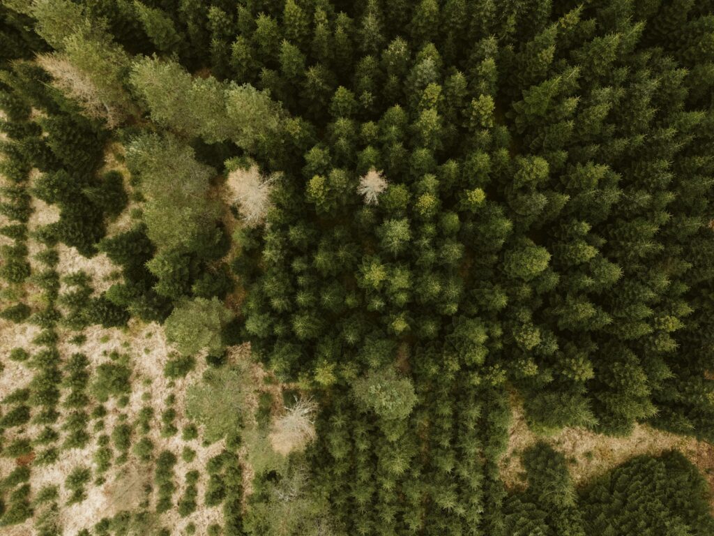 Aerial view of a lush, green forest.