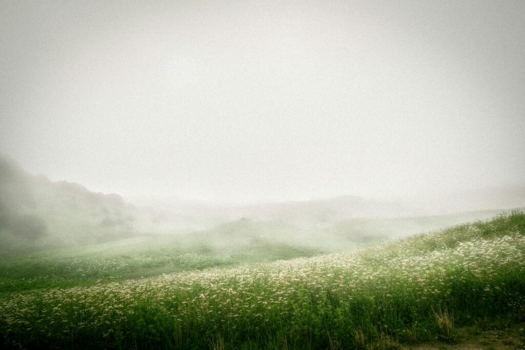 Tranquil misty landscape with lush green hills and white wildflowers, evoking calm and peace.