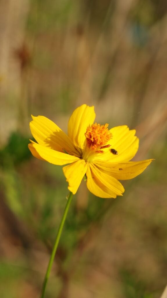A close-up shot of a bright yellow cosmos flower with a small insect on a sunny day.