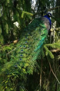 A majestic male peacock displaying its vibrant plumage among lush evergreen trees.