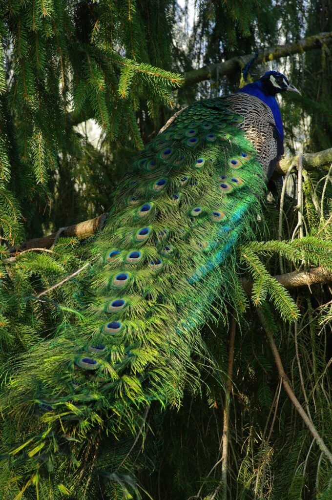 A majestic male peacock displaying its vibrant plumage among lush evergreen trees.