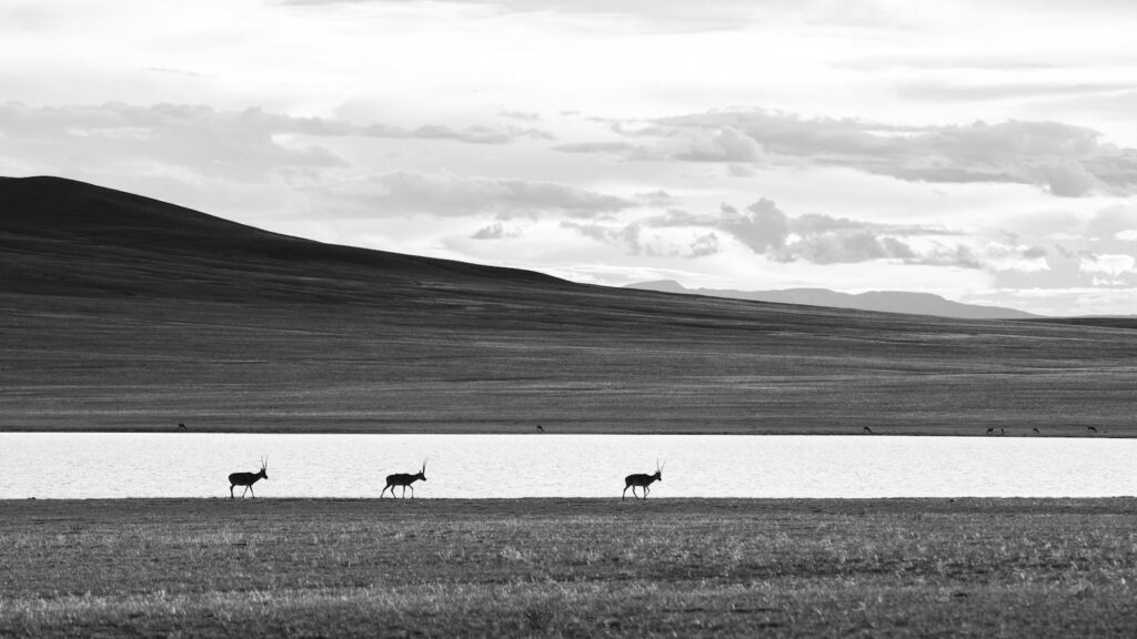 Black and white image of antelopes by a lake in Tibet's vast landscape.
