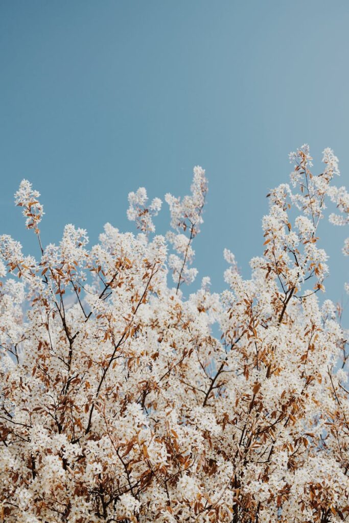 Beautiful white blossoms in spring with a clear blue sky backdrop, capturing nature's elegance.