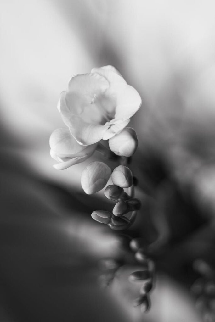 Delicate black and white freesia bloom shot with artistic focus and soft tones.