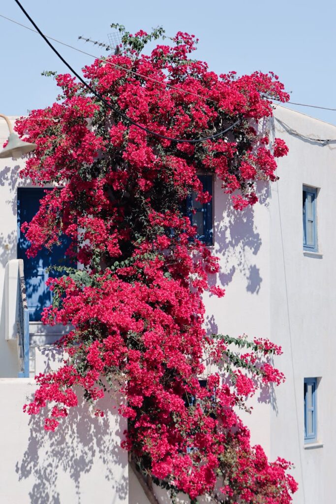 Bright bougainvillea climbing a traditional white building in Naxos, Greece.