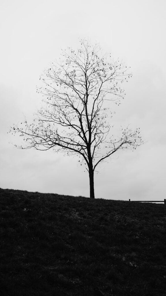 A solitary tree silhouette on a grassy hill under a cloudy sky in Vancouver.