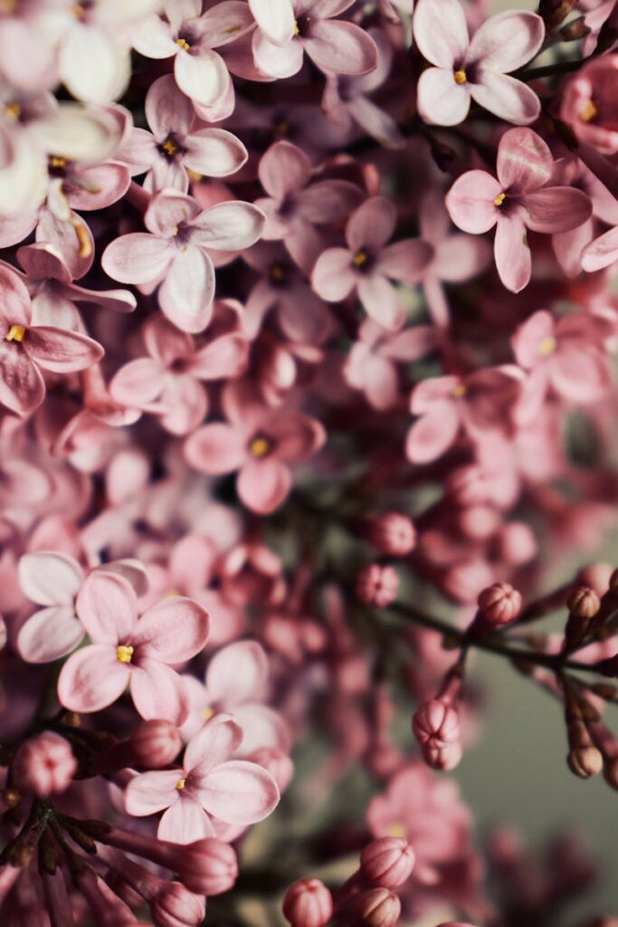 Beautiful close-up of blooming lilac flowers with delicate light pink petals, perfect for spring-themed designs.