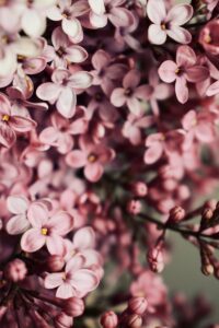 Beautiful close-up of blooming lilac flowers with delicate light pink petals, perfect for spring-themed designs.