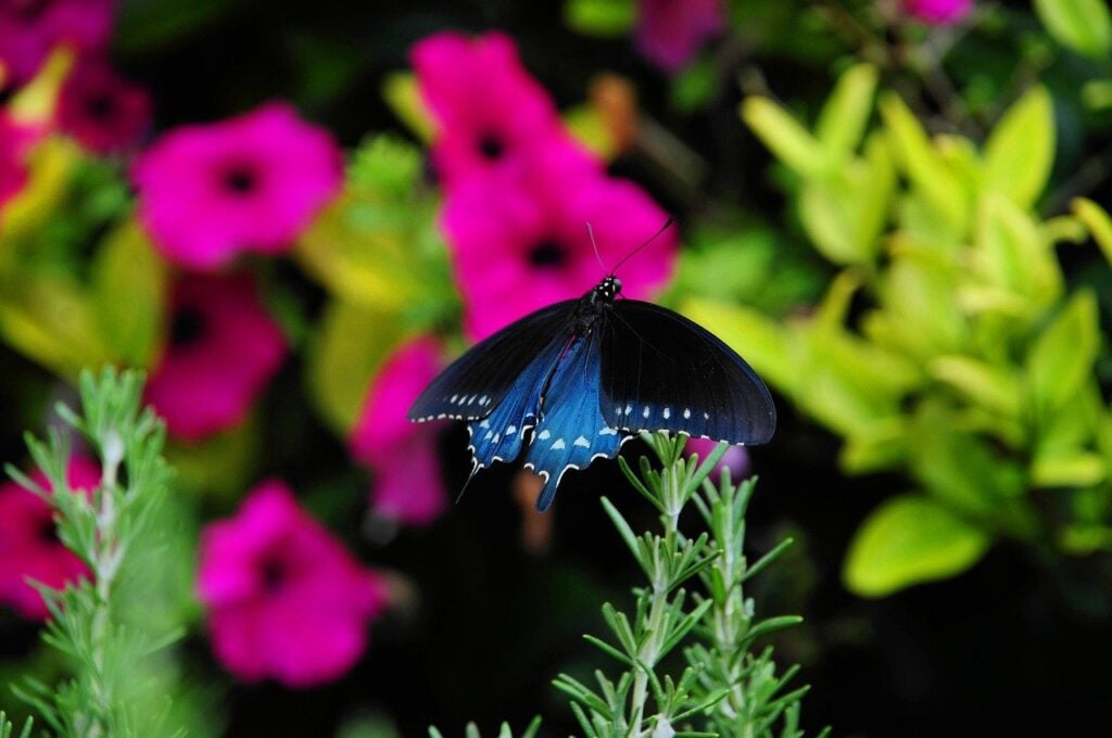 butterfly, insect, nature