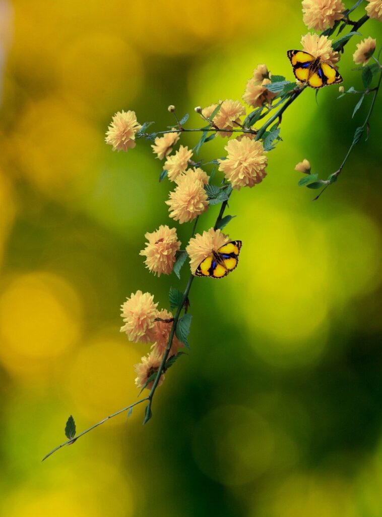 flowers, nature, bloom, blossom, flora, petals, plant, garden, botany, spring, summer, butterflies, insect, wings, animal, entomology, wildlife, pollinator, fauna, bug, lepidoptera, bokeh, colorful, greeting card, copy space
