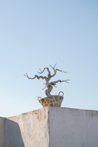 Bonsai tree on a white wall with blue sky.