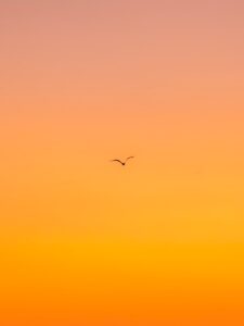 flying bird during daytime