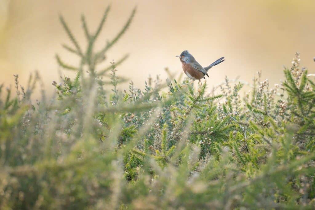 A small bird rests on a shrub.