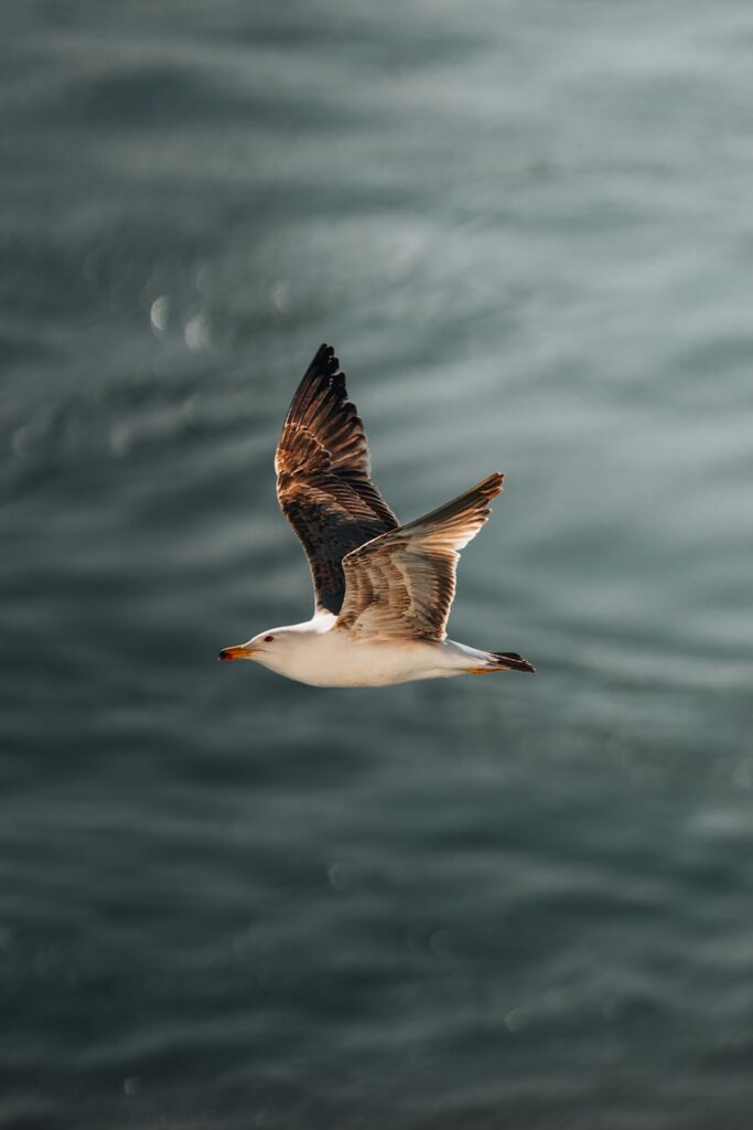 A seagull soars over the wavy ocean.