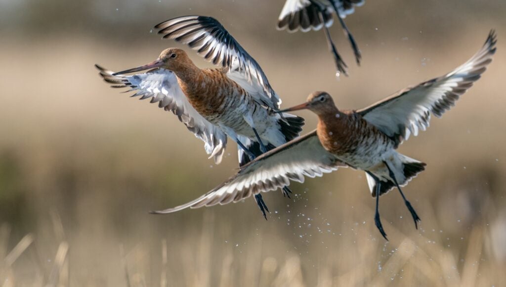 Birds are flying with outstretched wings in mid-air.