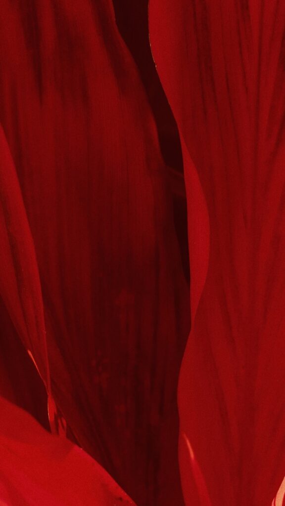 red scoop neck long sleeve shirt