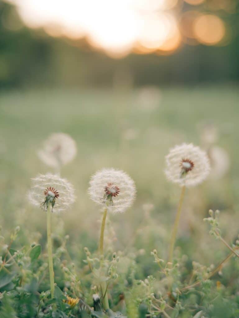 Dandelions stand tall in a field at sunset.