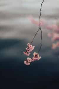 Cherry blossoms hang gracefully against a dark background.