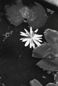 A black and white photo of a flower in a pond