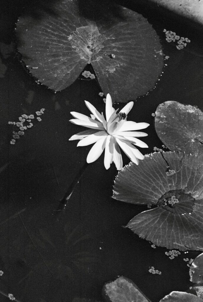 A black and white photo of a flower in a pond