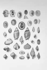 A drawing featuring various detailed seashells.
